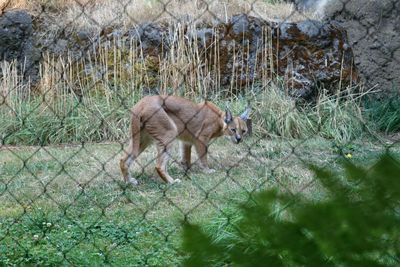 View of animals in forest