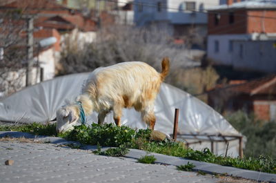 View of a goat on field against buildings