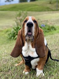 Dog sitting on field - blues in the park