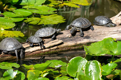 Common snapping turtle - chelydra serpentina