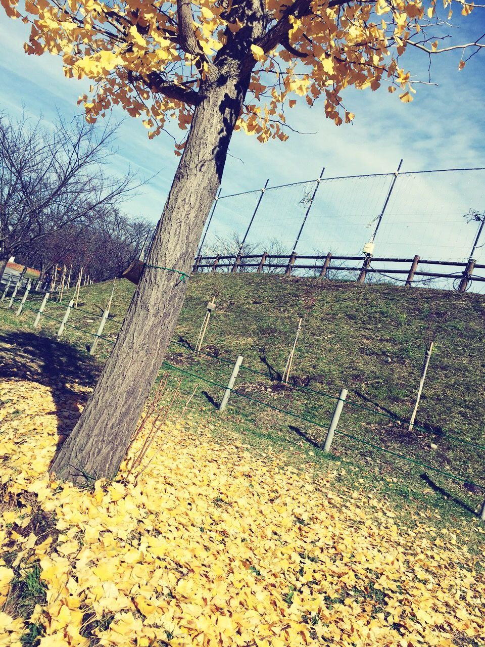 tree, sky, growth, nature, tranquility, leaf, fence, branch, autumn, field, day, built structure, wood - material, protection, no people, tranquil scene, outdoors, beauty in nature, season, cloud - sky