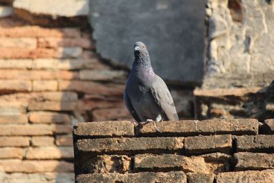 Close-up of bird perching on wall