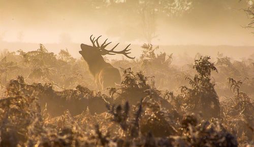 View of deer on field against sky