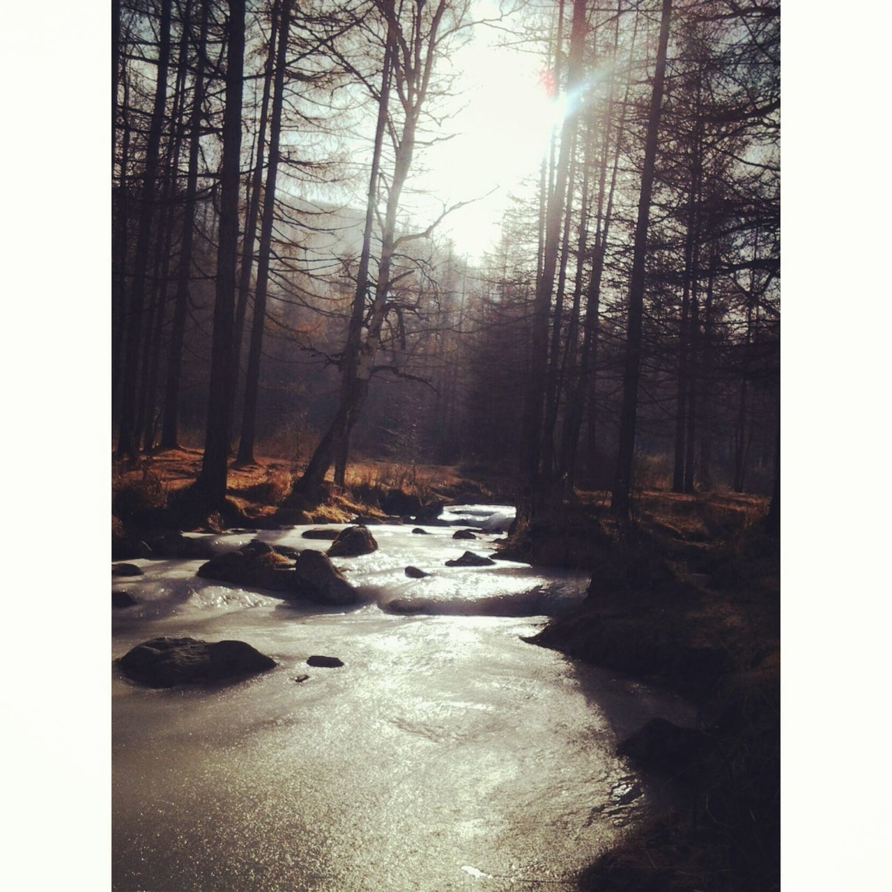 transfer print, auto post production filter, water, tree, tranquility, tranquil scene, nature, forest, sunlight, scenics, beauty in nature, stream, river, sun, tree trunk, no people, sunbeam, reflection, outdoors, day