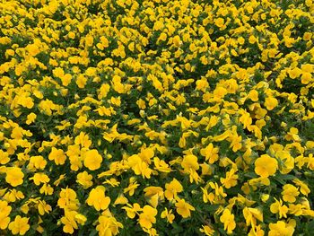 Full frame shot of yellow flowering plants on field