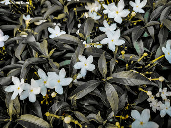 High angle view of white flowering plants