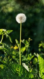 Close-up of dandelion plant
