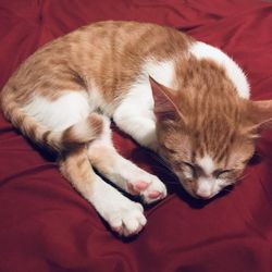 Close-up of cat sleeping