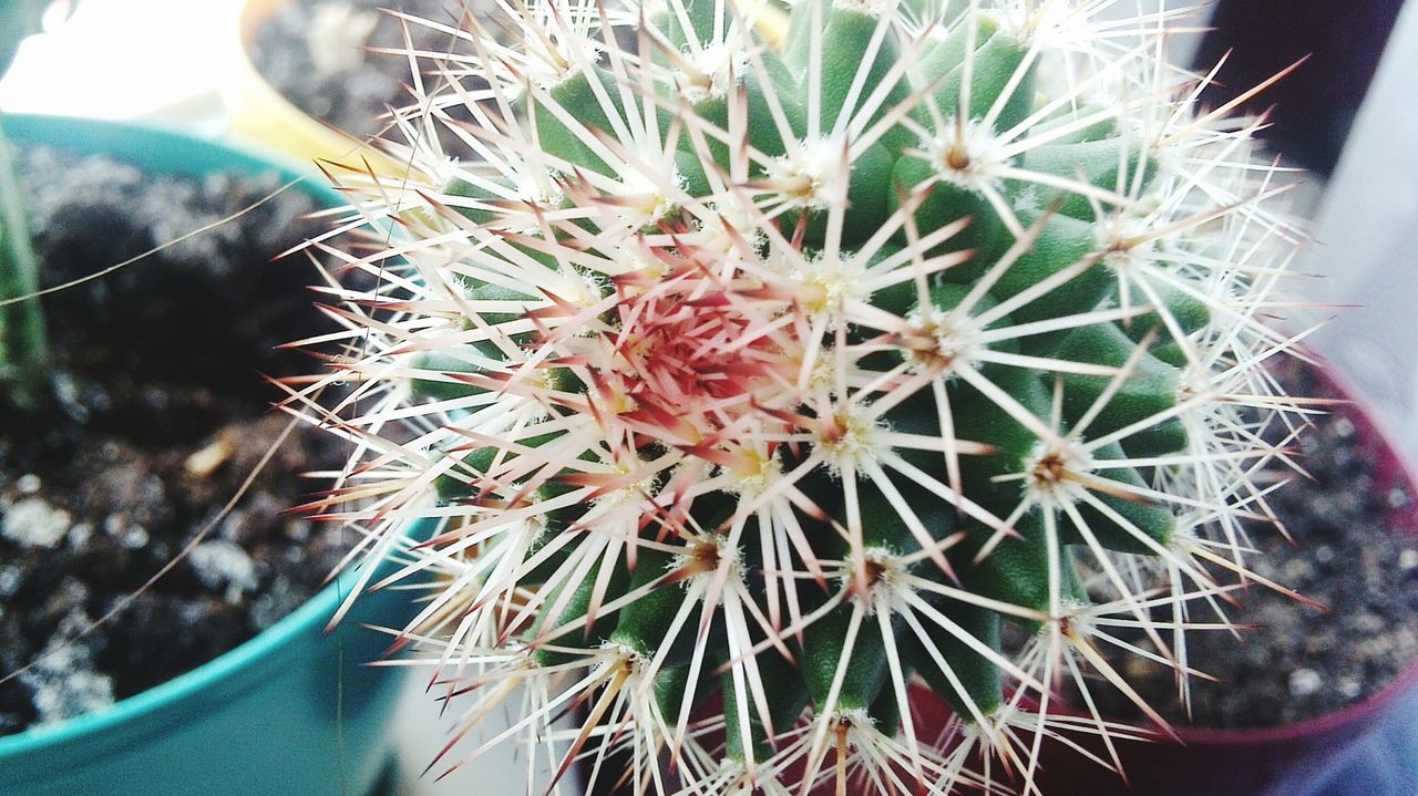 flower, fragility, freshness, flower head, plant, growth, close-up, potted plant, beauty in nature, petal, indoors, nature, focus on foreground, high angle view, blooming, cactus, in bloom, white color, botany, selective focus