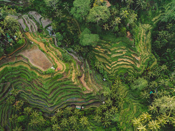 Aerial view of rice field