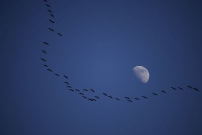 Low angle view of birds flying against blue sky