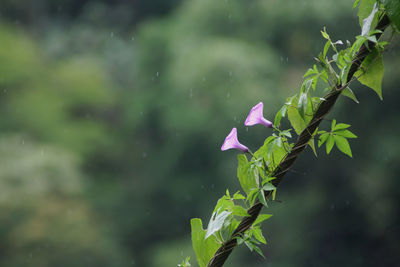 Close-up of pink flowering plant