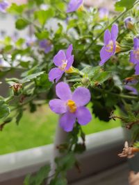 Close-up of purple flowers