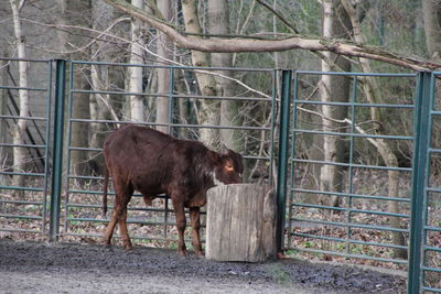 Close-up of goat