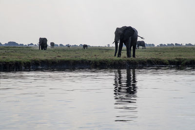 View of elephant in lake against clear sky