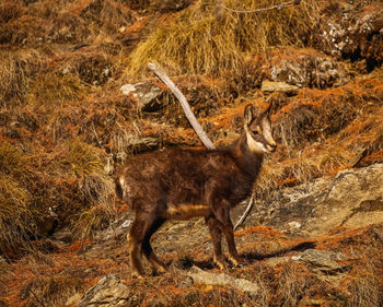 animal