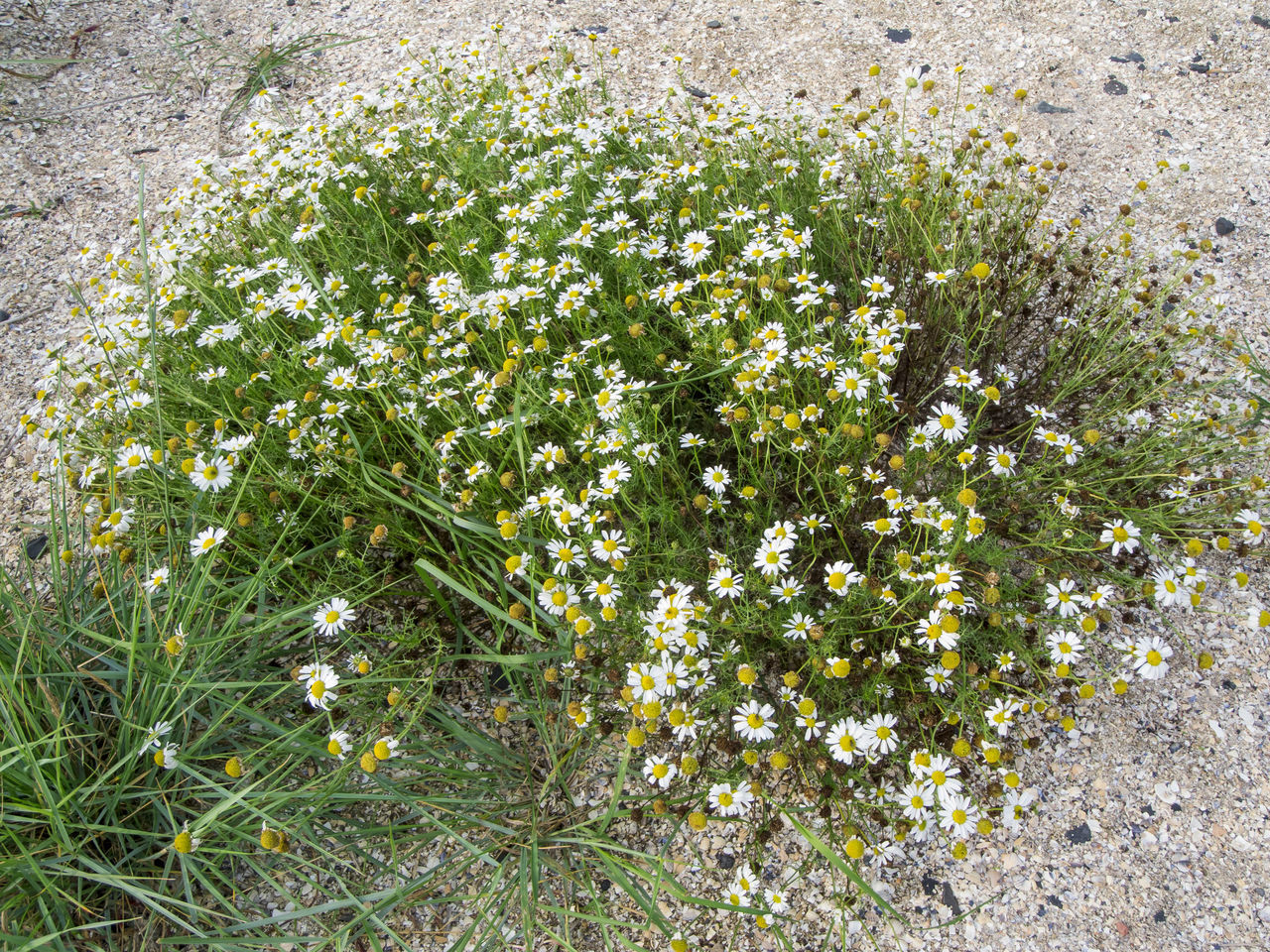CLOSE-UP OF FLOWERING PLANT ON FIELD