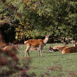 Deers in a meadow 