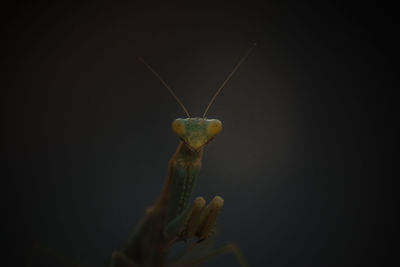 Close-up of insect against black background