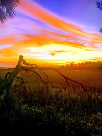 Scenic view of field against sky during sunset