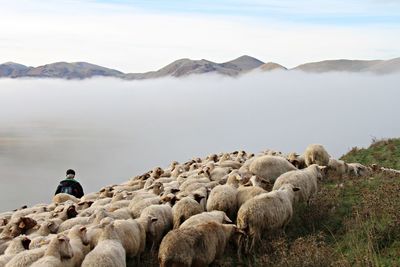 Flock of sheep on mountain