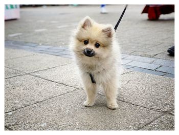 Portrait of a dog