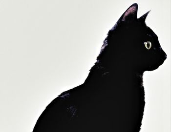 View of tree against sky