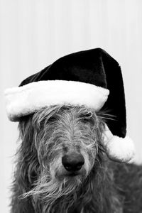 Close-up portrait of a dog