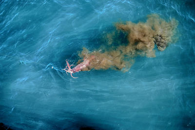 High angle view of squid on fishing rod in blue sea