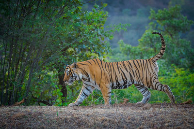 Side view of tiger walking on field against plants in forest