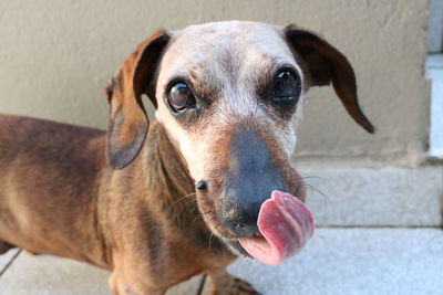 Close-up portrait of dog standing on street