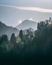 Trees in forest against sky