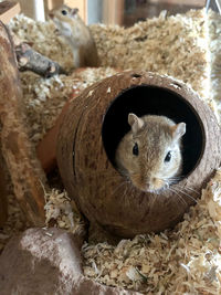 Close-up portrait of an animal