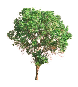 Close-up of tree against white background
