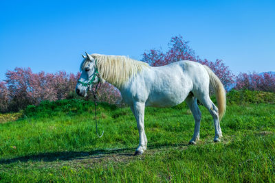 Horses in a field