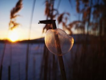 Close-up of silhouette plant against sky at sunset