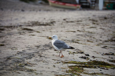 Seagull perching on a beach