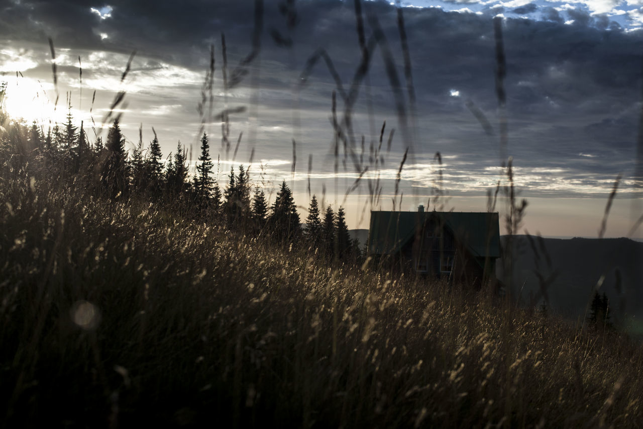 PLANTS GROWING ON FIELD AGAINST SKY