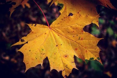 Close-up of maple leaves