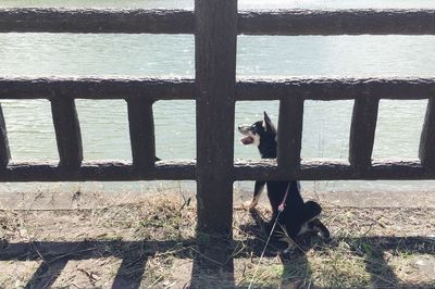 Cat on railing by sea