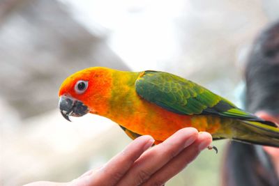 Close-up of a hand holding a bird