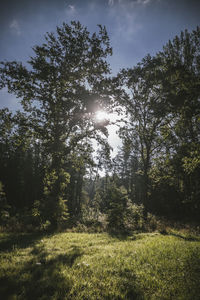 Trees growing on field against sky