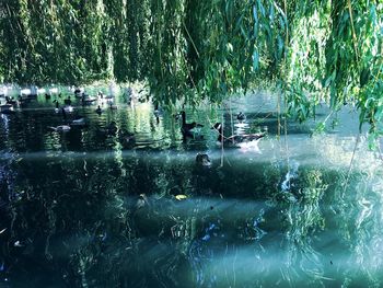 Reflection of trees in water