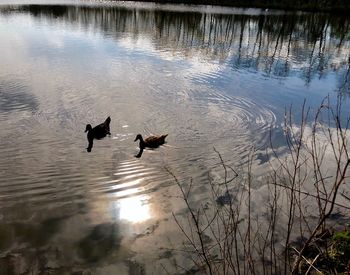 High angle view of ducks swimming in lake