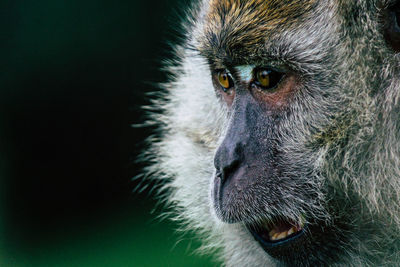 Portrait of a monkey