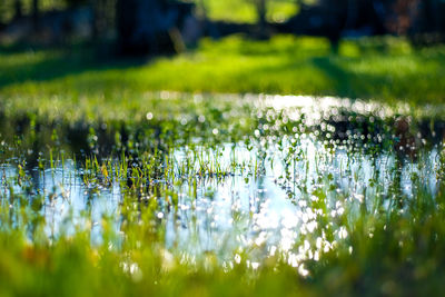 Reflection of plants in water