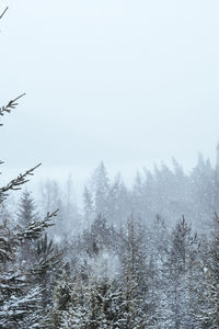 Snow covered land and trees against clear sky