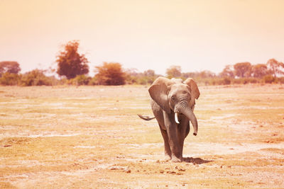 View of elephant on field