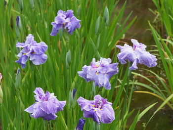 Close-up of purple flowering plants on field