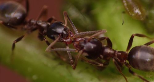 Close-up of ant